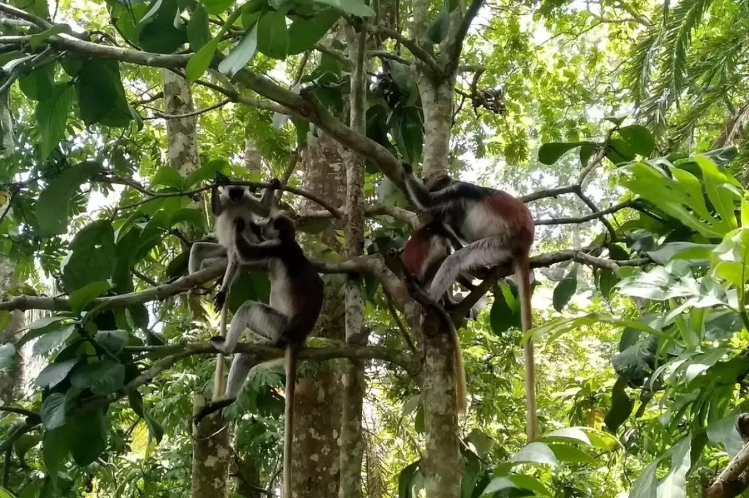 ジョザニ森林国立公園・イルカふれあいツアー（ザンジバル）