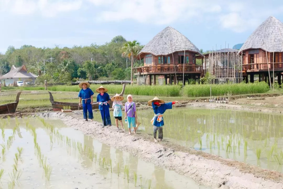 Traditional Rice Planting and Harvesting Experience in Krabi