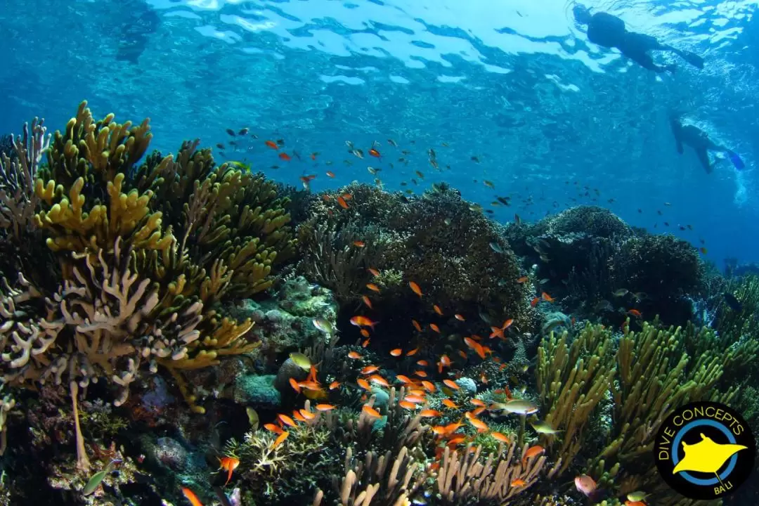 鹿島海洋公園浮潛體驗（巴厘島Dive Concepts提供）