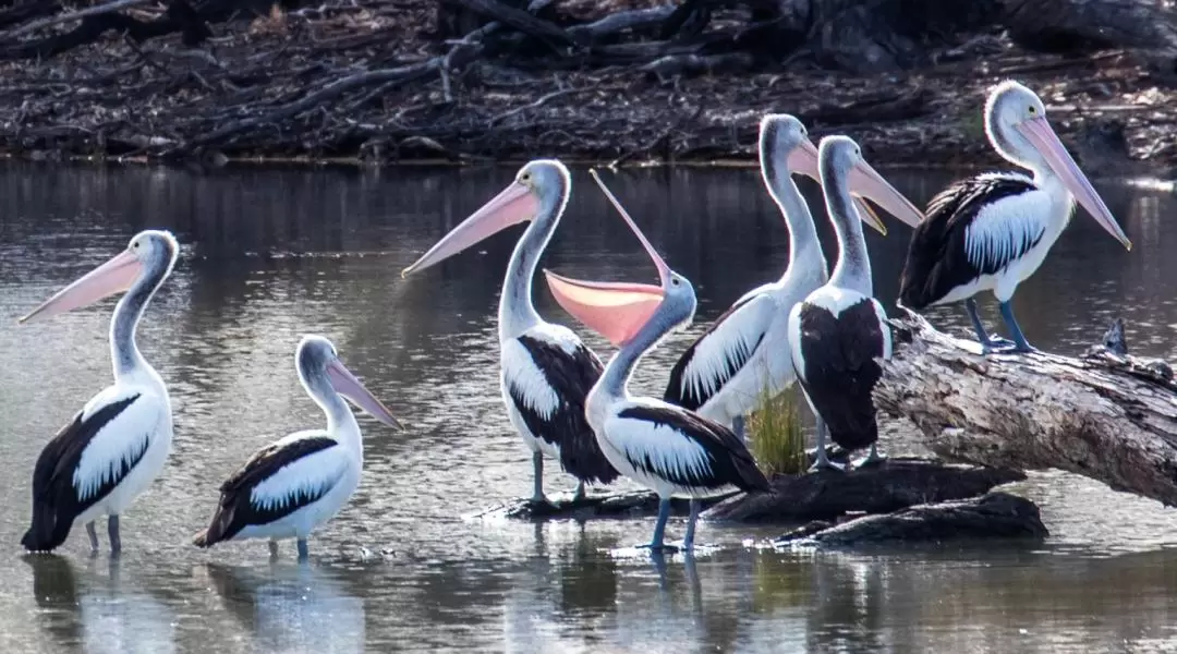 Murray River Highlights Day Tour from Adelaide