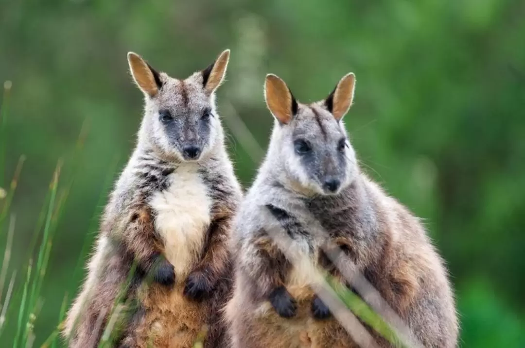 Puffing Billy and Healesville Sanctuary Day Tour from Melbourne 