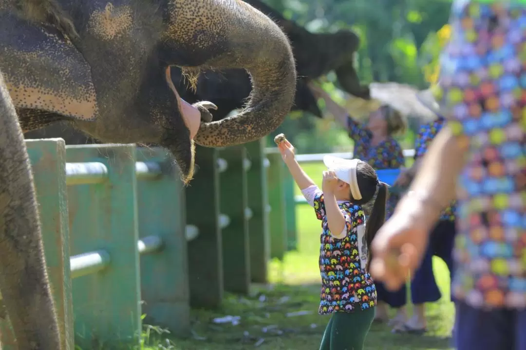 清邁大象自然保護區（Kanta Elephant Sanctuary）半日遊