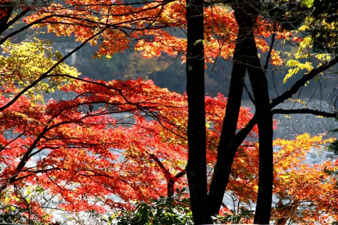 Autumn Maple Leaves Sightseeing Day Tour from Tokyo