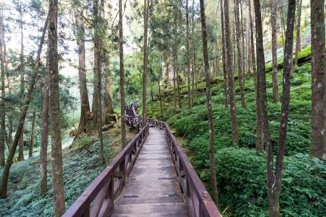 阿里山森林鉄路 日帰りツアー（台中発）