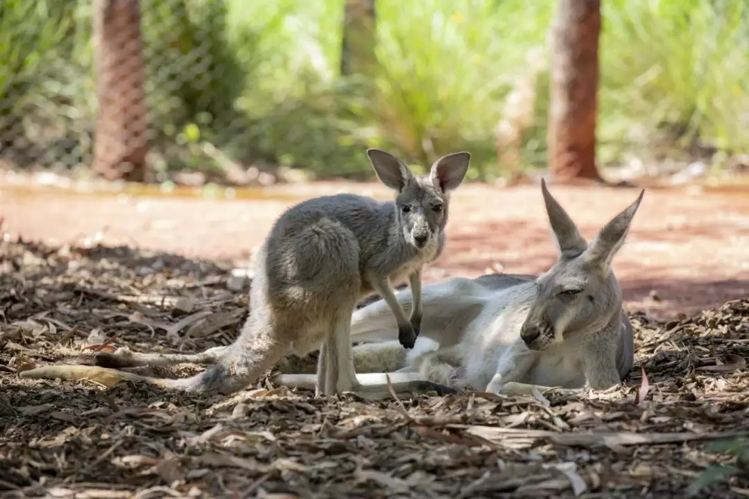 Healesville Sanctuary VIP Tour including General Admission