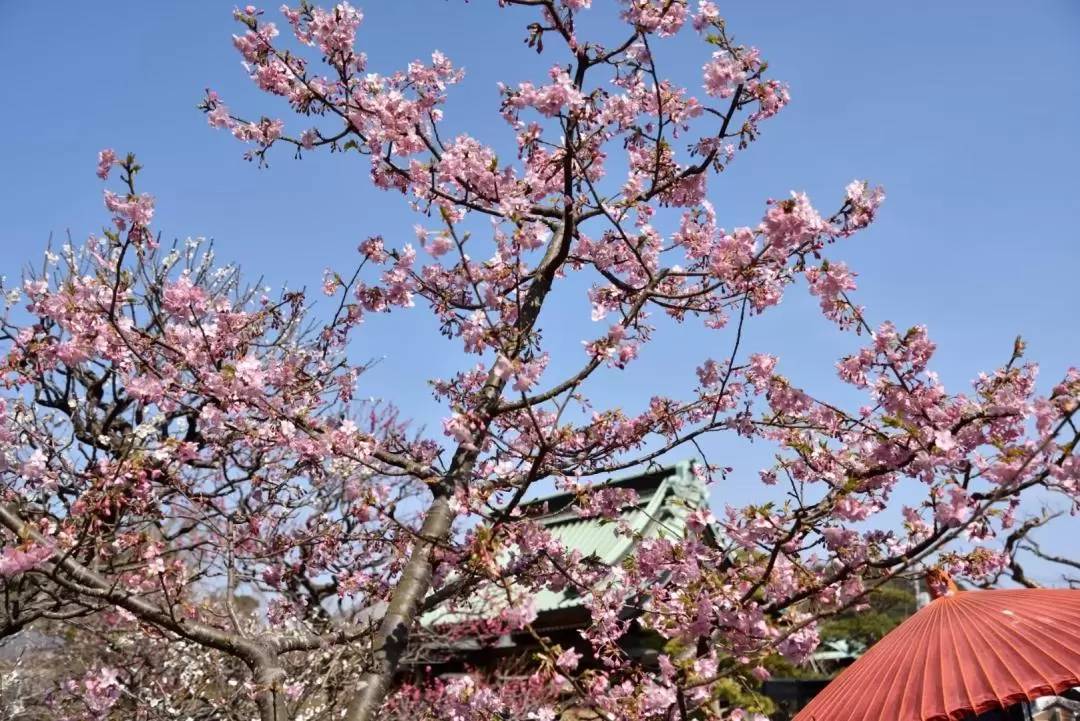 東京鎌倉 & 江之島一日遊