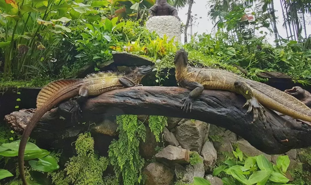 バリ爬虫類公園 入園チケット