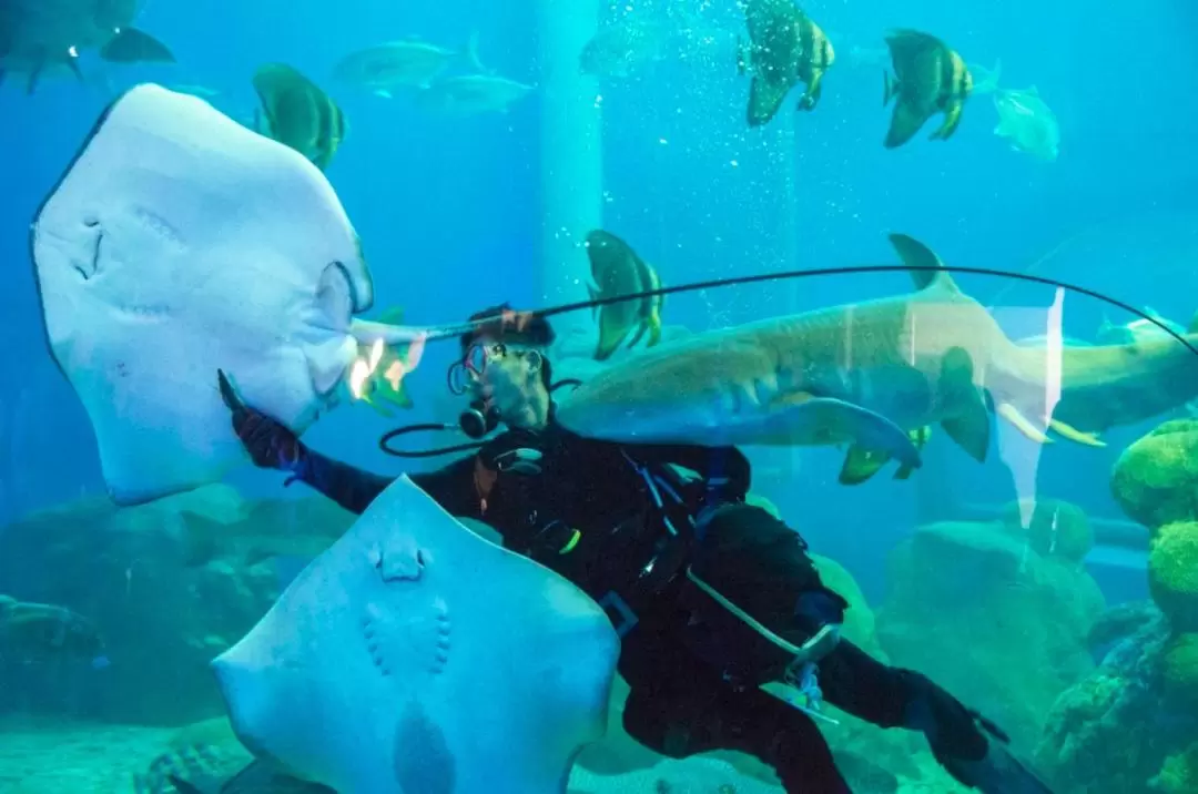 澎湖水族館 入館チケット