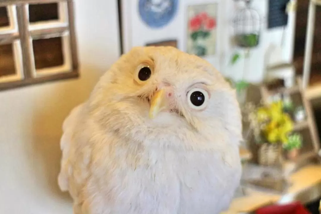 Tokyo Owl Cafe HOOT HOOT