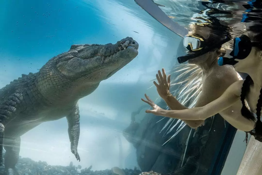 Swim with the Salties (Estuarine Crocodile) in Port Douglas