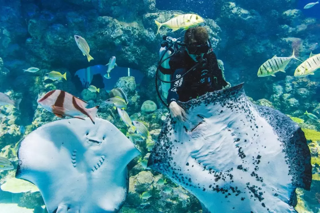 ケアンズ水族館 入館チケット