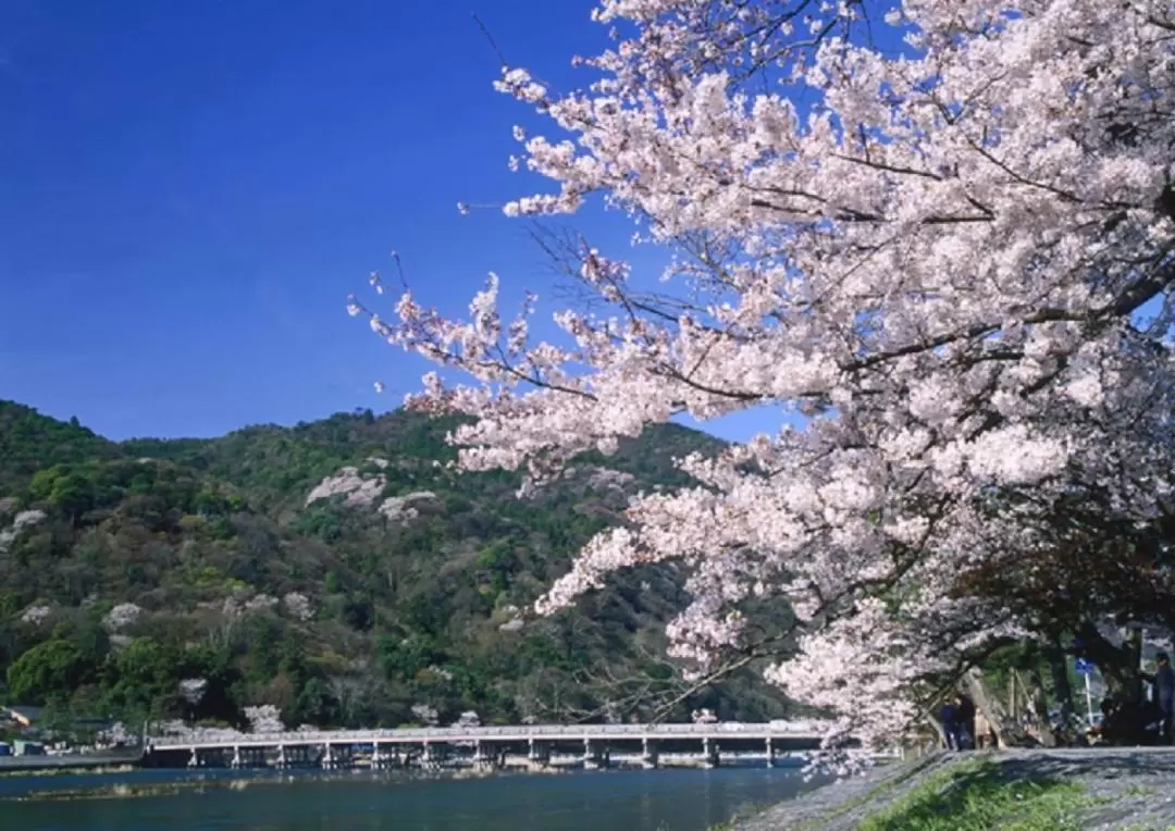 Arashiyama, Kinkakuji, Nara Park Day Tour from Osaka/Kyoto