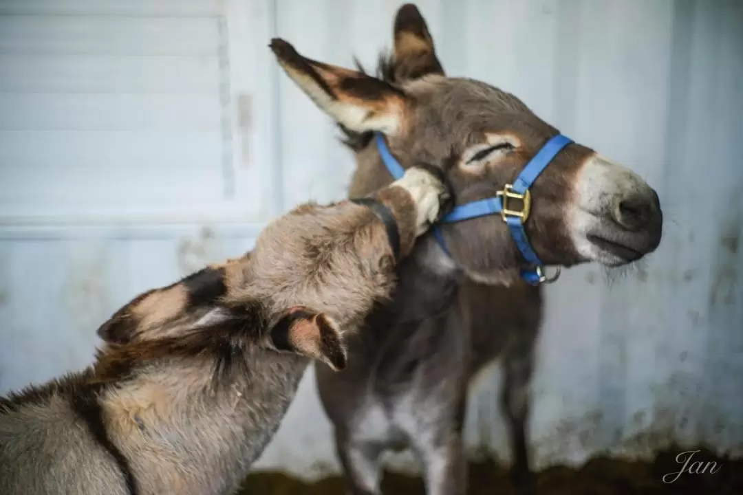 Animal Encounter at Sinbow Leisure Farm in Yilan