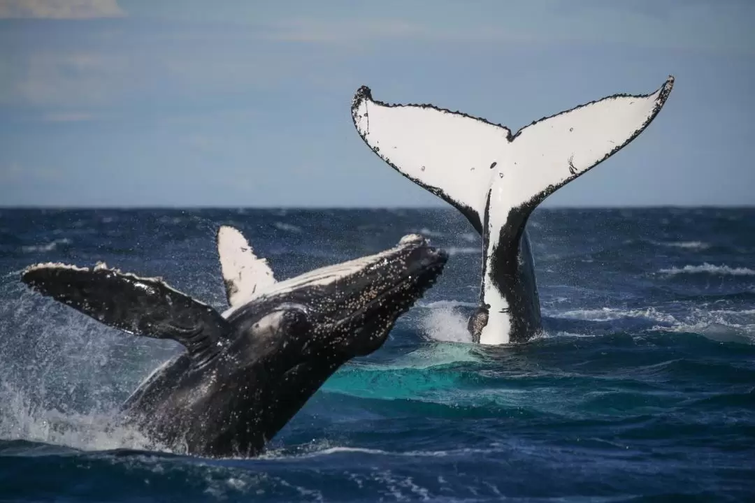 2-Hour Whale Watching Sydney Harbour Cruise