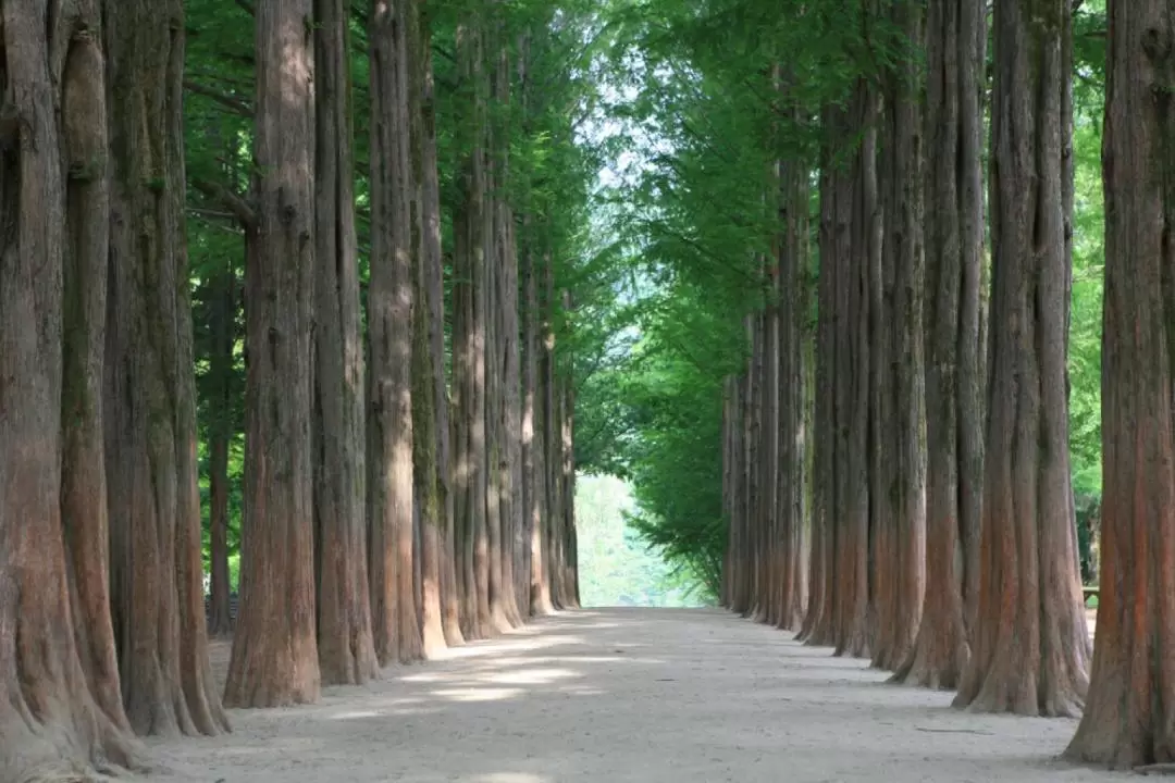 南怡島／草泥馬樂園／鐵道自行車／小法國村／晨靜樹木園之旅