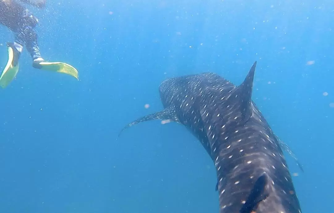 Bohol Whale Shark Interaction Tour - Half Day