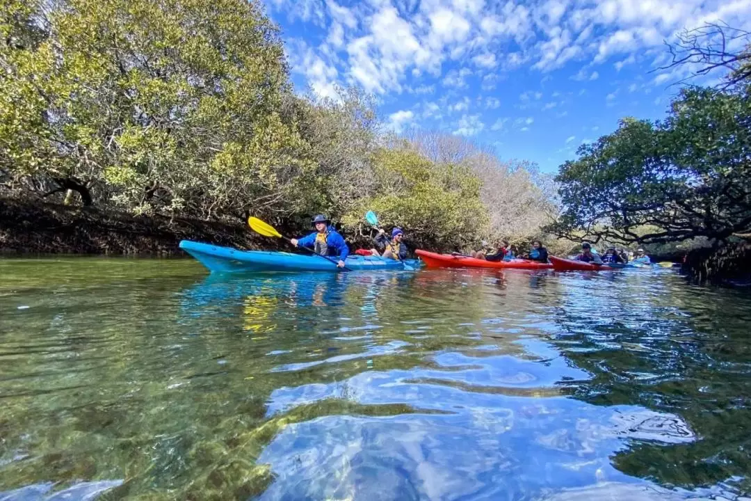 Dolphin Sanctuary Mangroves Tour