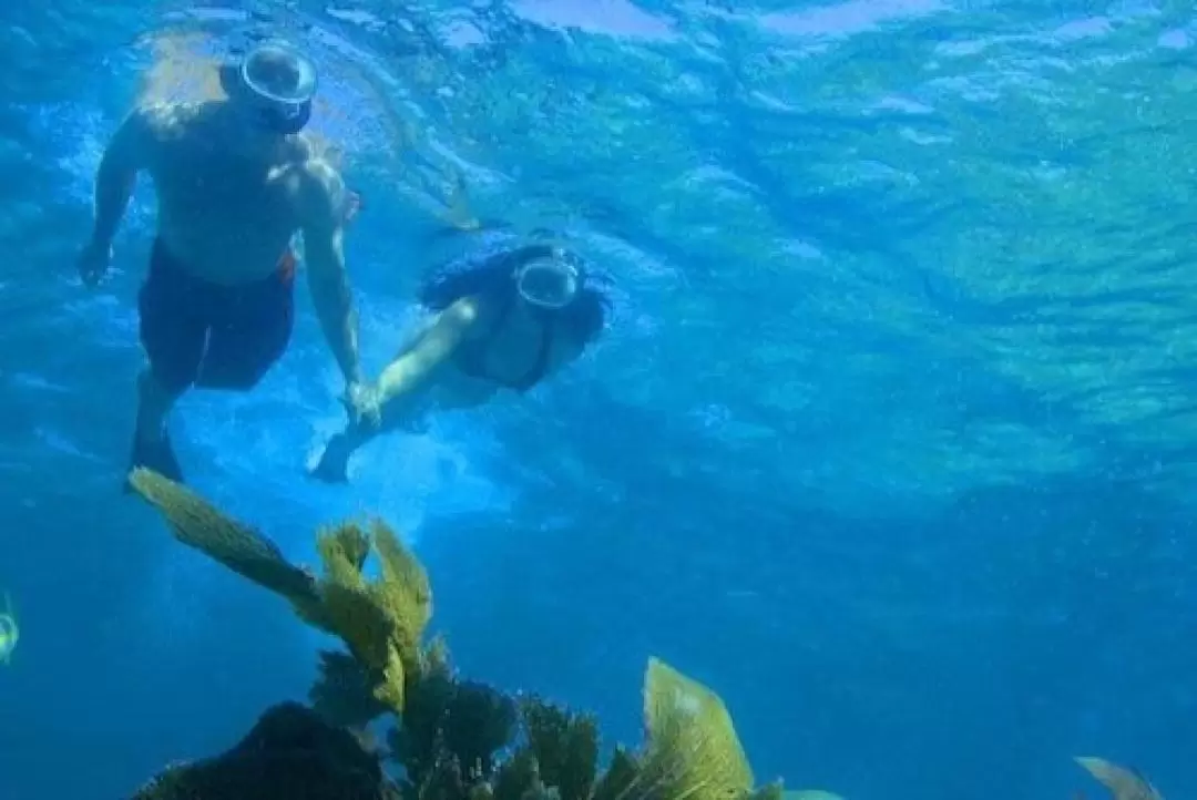 Morning or Afternoon Reef Snorkeling Experience in Key West