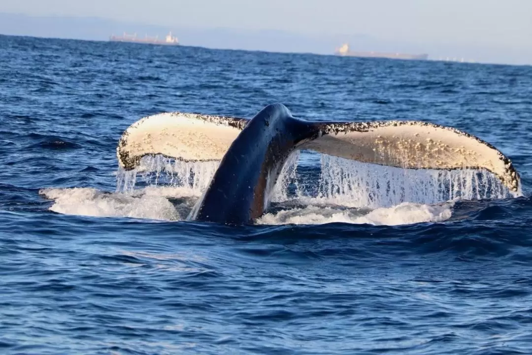 Newcastle Whale Watching Cruise