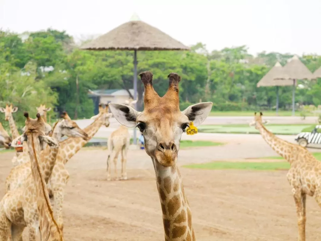 泰國野生動物園私人包車遊（AK Travel提供）