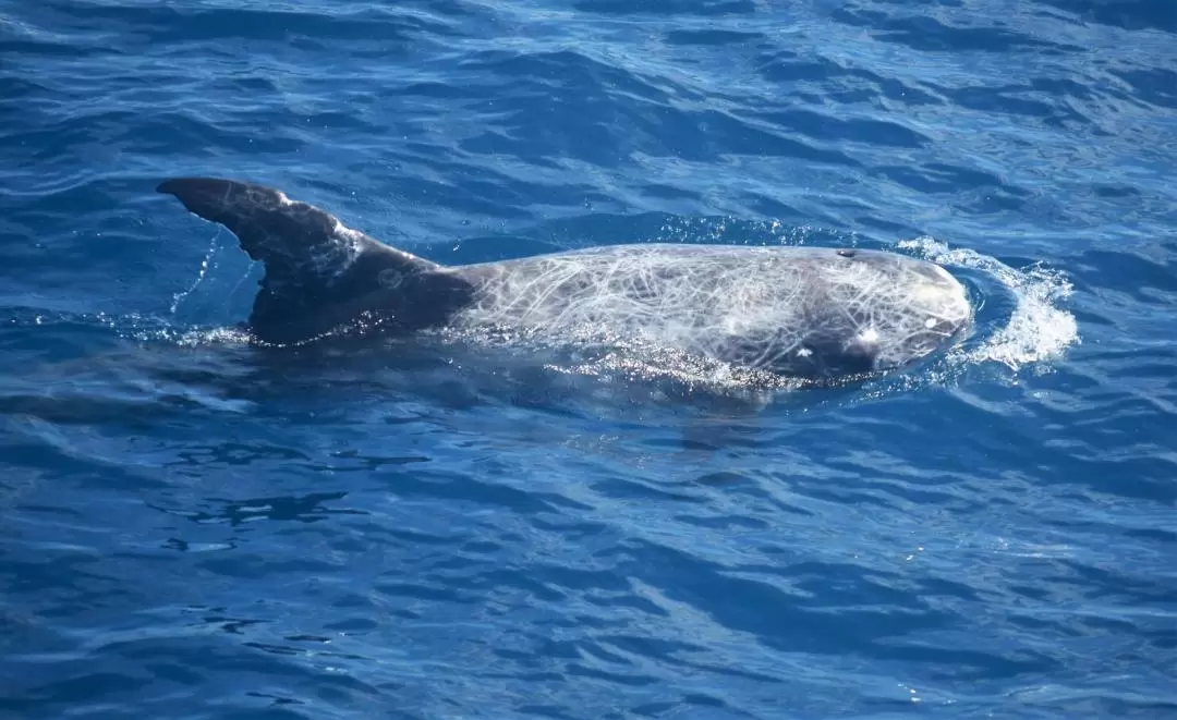 Hualien Whale-Watching Tour by Pacific Whale