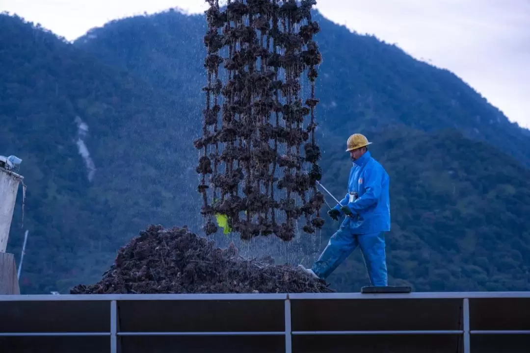 Oyster Farm Experience with Visit to Itsukushima Shrine in Hiroshima