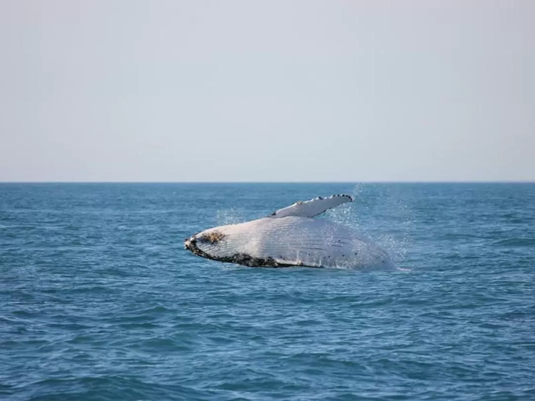 Broome Whale Watching Cruise