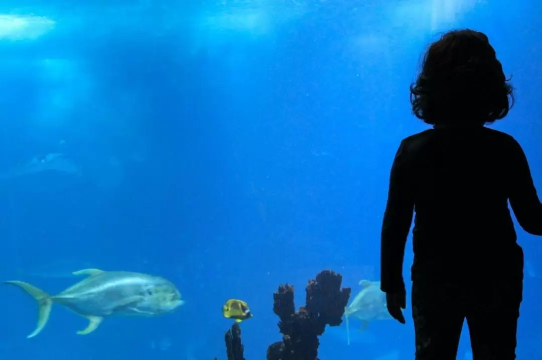 Oceanarium Aquarium Admission in Lisbon