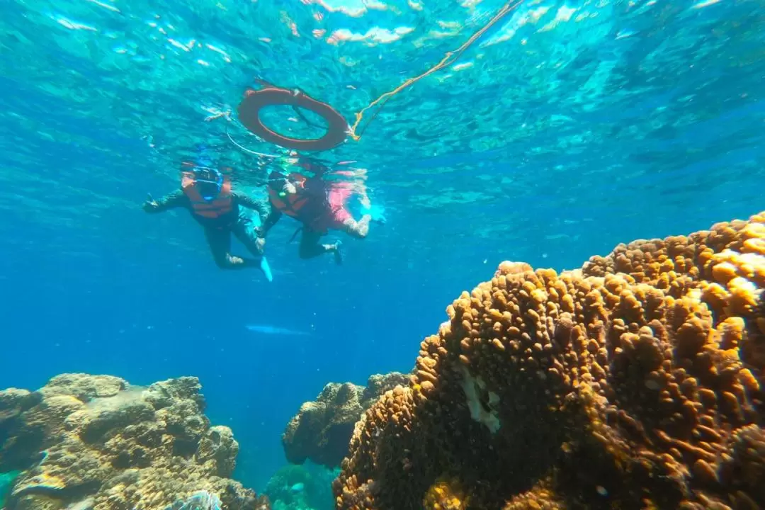 Apo Island Join In Snorkeling with Sightseeing Tour from Dumaguete 