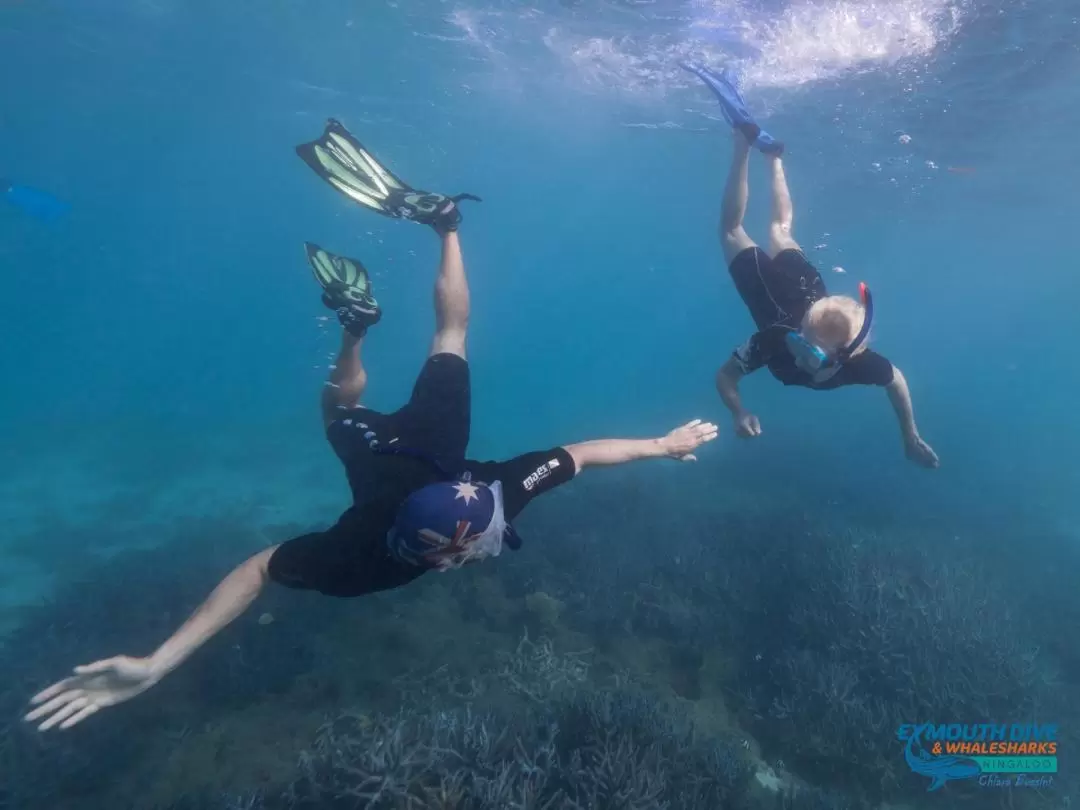 Swimming with Humpback Whales and Snorkelling in Ningaloo Reef from Exmouth