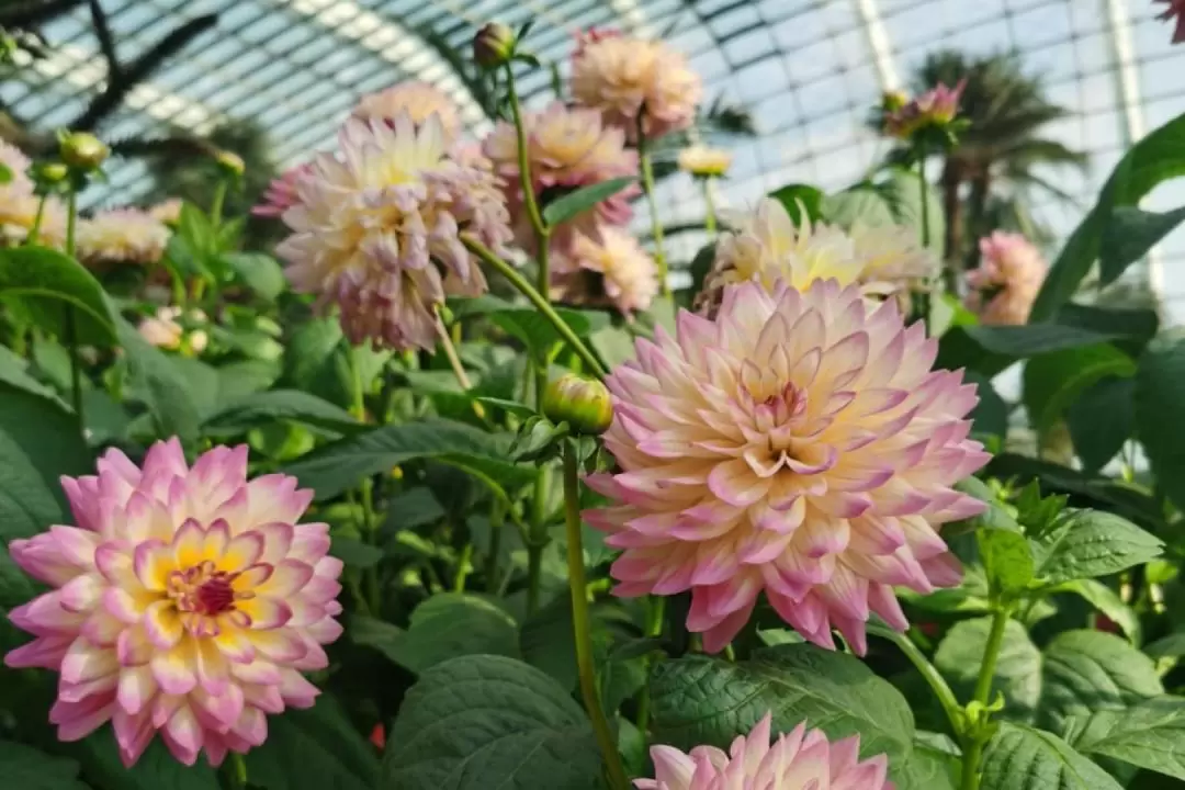 新加坡濱海灣花園 & 濱海灣金沙酒店徒步遊覽（包海鮮午餐/晚餐）