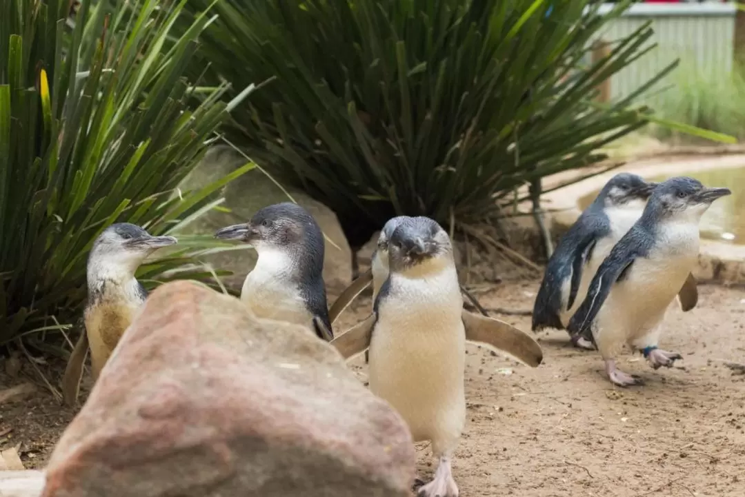 Phillip Island Wildlife & Brighton Bus Tour	