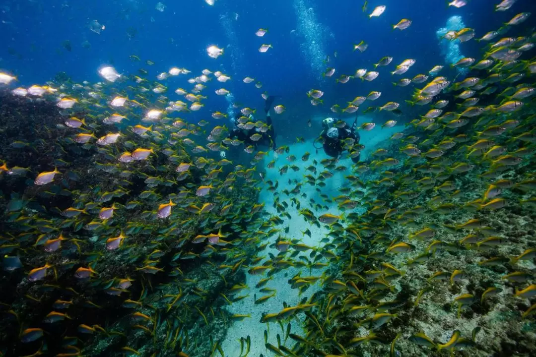 黃金海岸Wonder Reef潛水體驗