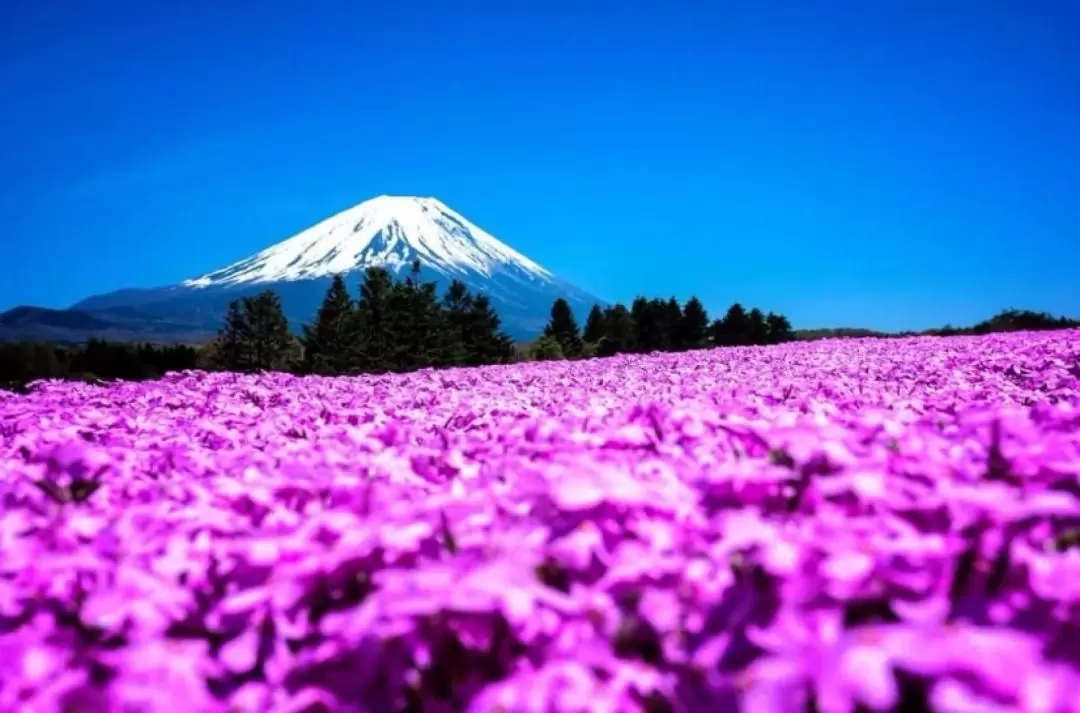 Mt. Fuji Lake Kawaguchi & Yamanakako Hot Spring Day Tour from Tokyo