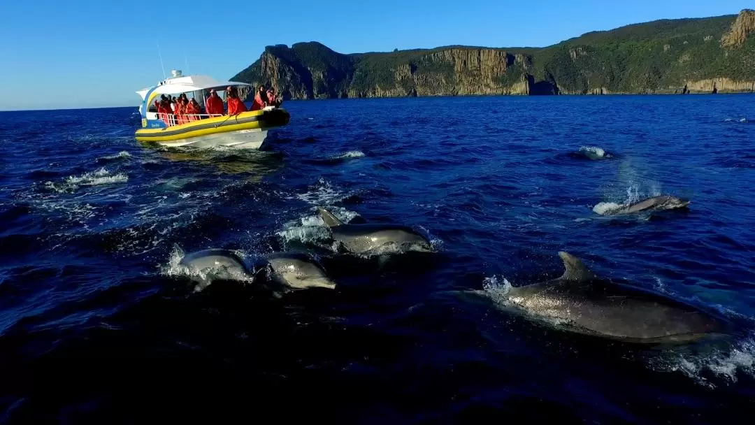 塔斯曼島遊船巡航一日導覽（霍巴特出發）