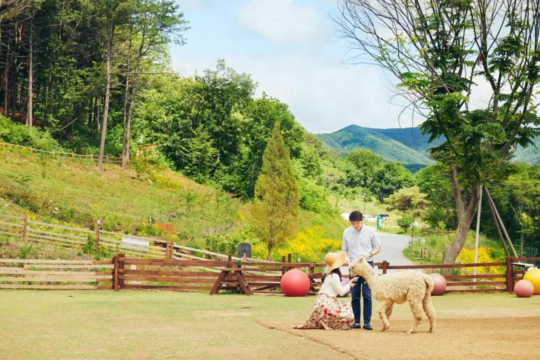 Alpaca World Ticket in Hongcheon, Gangwon-do