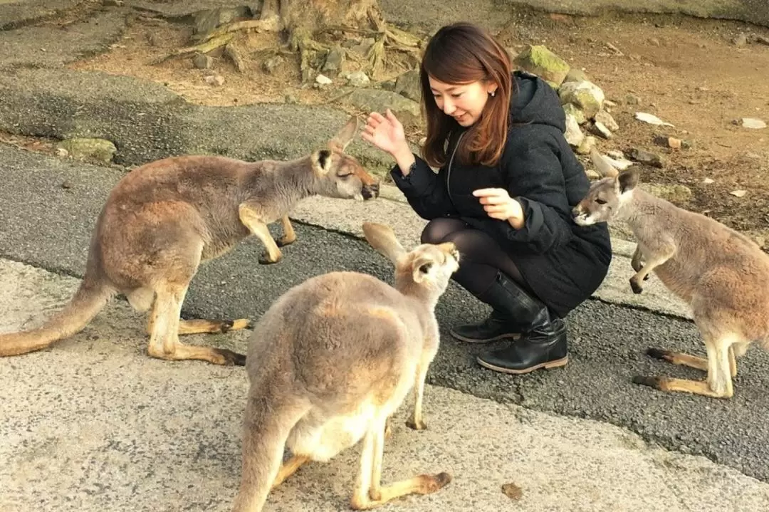 Akiyoshidai Nature Zoo Safari Land Admission in Mine