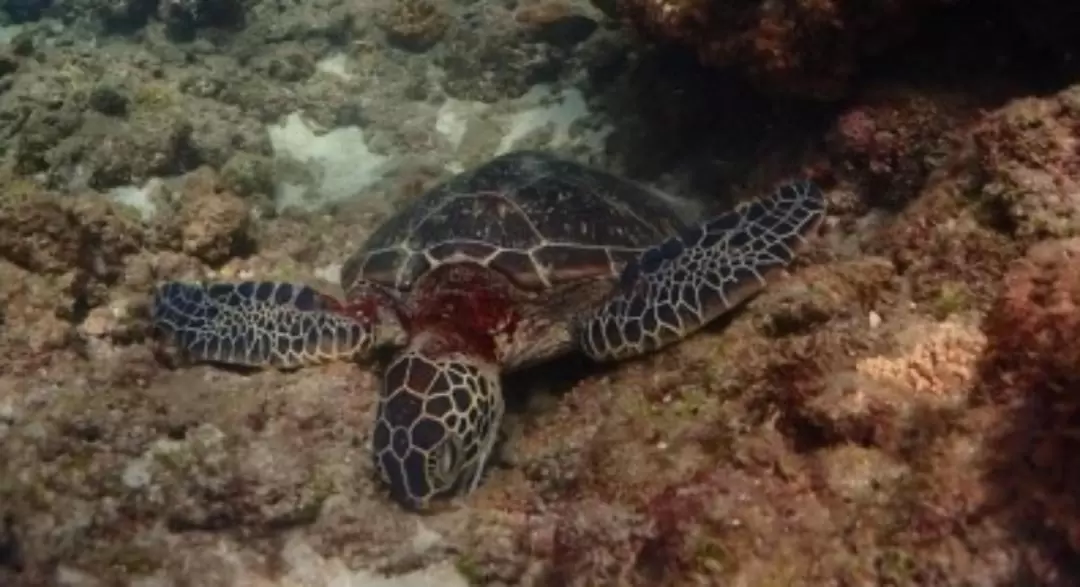 Snorkeling Experience in Yakushima