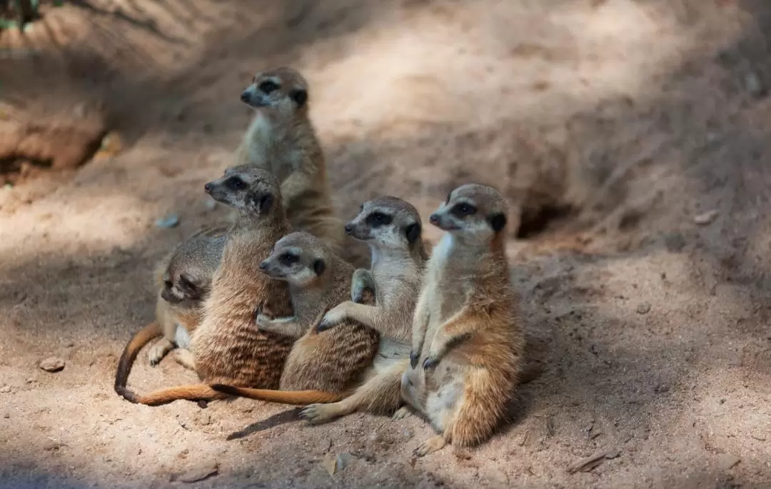 バルセロナ動物園 入園チケット