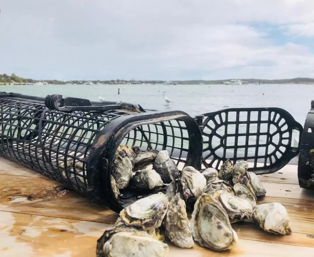 Oyster Farm Tour and Tasting with Guide from Port Lincoln