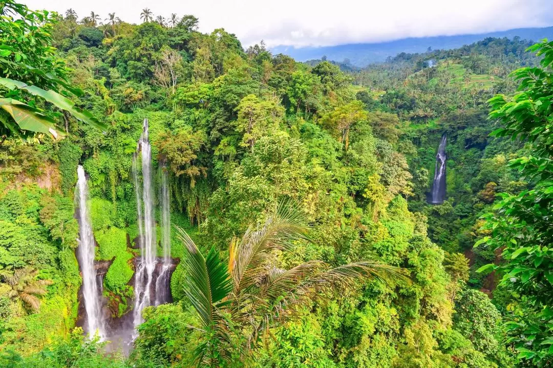 Sekumpul Waterfall Private Day Tour