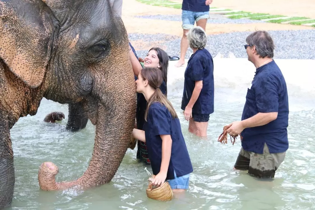 Half Day Caring Elephant in Samui