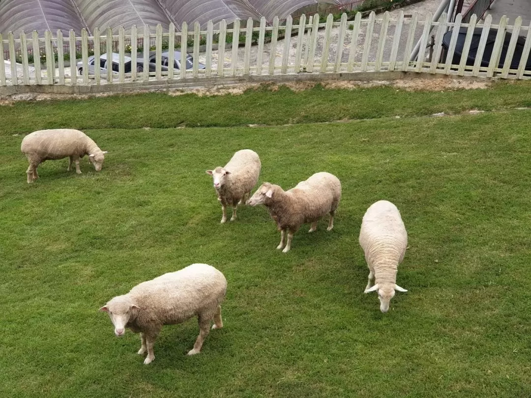 金馬倫高原綿陽農場（The Sheep Sanctuary）門票