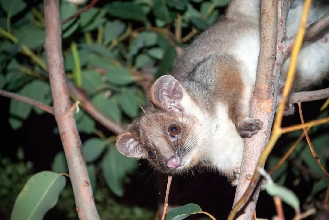 Evening Rainforest and Glow Worm Half Day Tour in Gold Coast