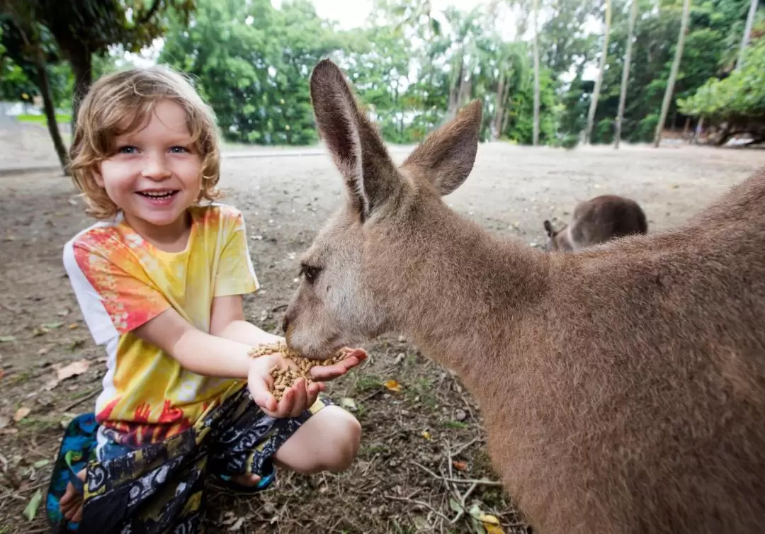 Cape Tribulation and Daintree Wildlife Day Tour from Cairns