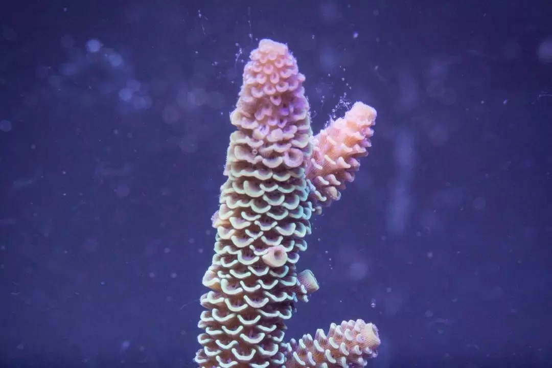 凱恩斯水族館門票＆珊瑚生物館導覽之旅