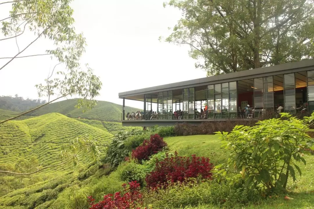 Cameron Highlands and Mossy Forest Half Day Tour