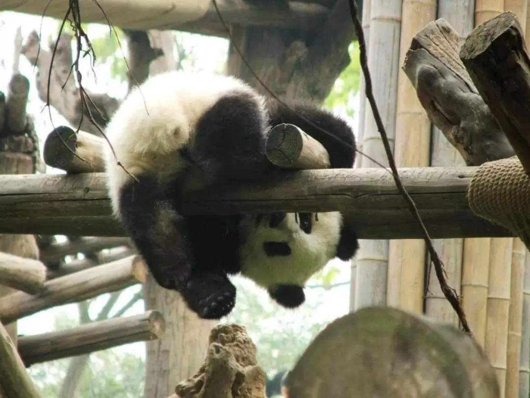  Dujiangyan Panda Base and Irrigation System Tour from Chengdu