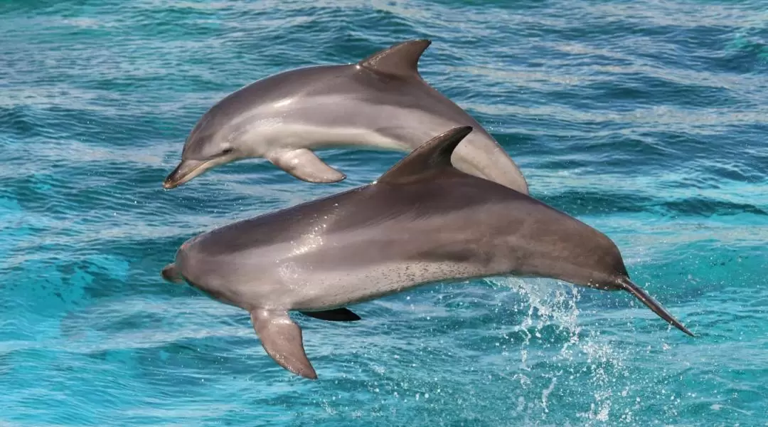 阿德萊德袋鼠島海洋野生動物園 & 浮潛體驗