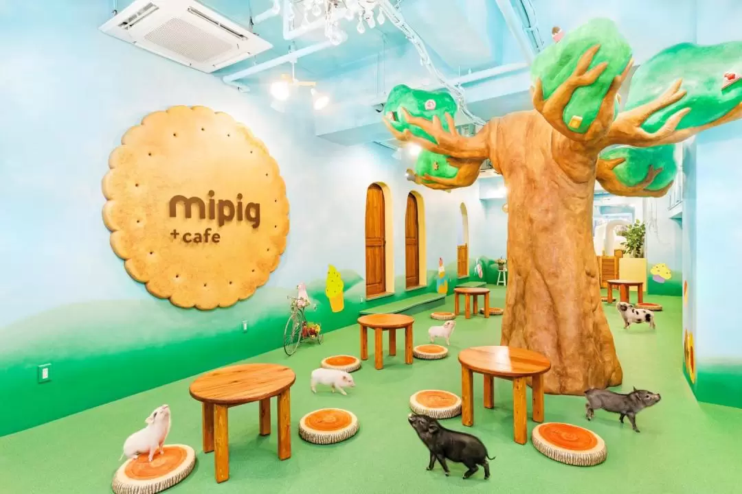 Micro Pig Cafe Experience in Osaka